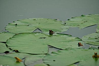 拖了四年 开发者证实《网络奇兵：重制版》仍在开发中